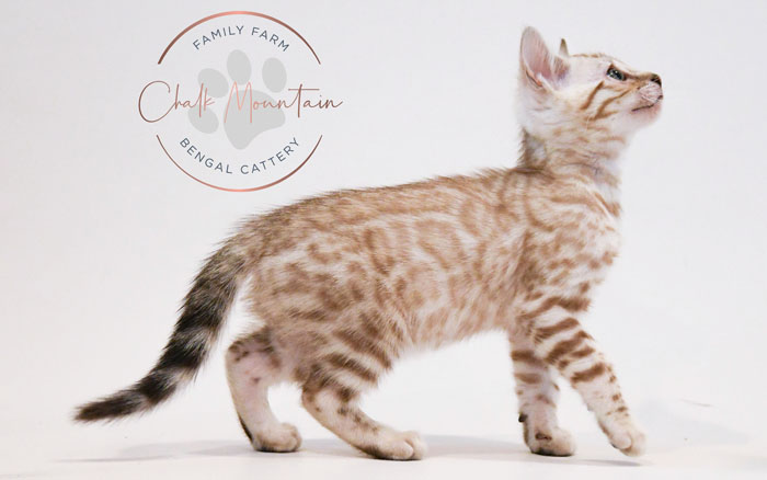Bengal kitten for sale